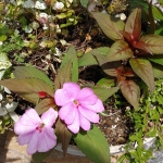 IMG_20200525_125040.jpg.mv2r12l.partial